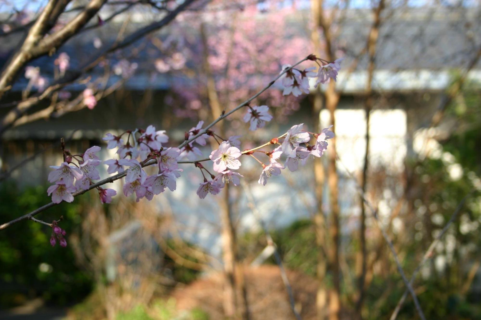 Hanafubuki Hotel Itō Eksteriør billede