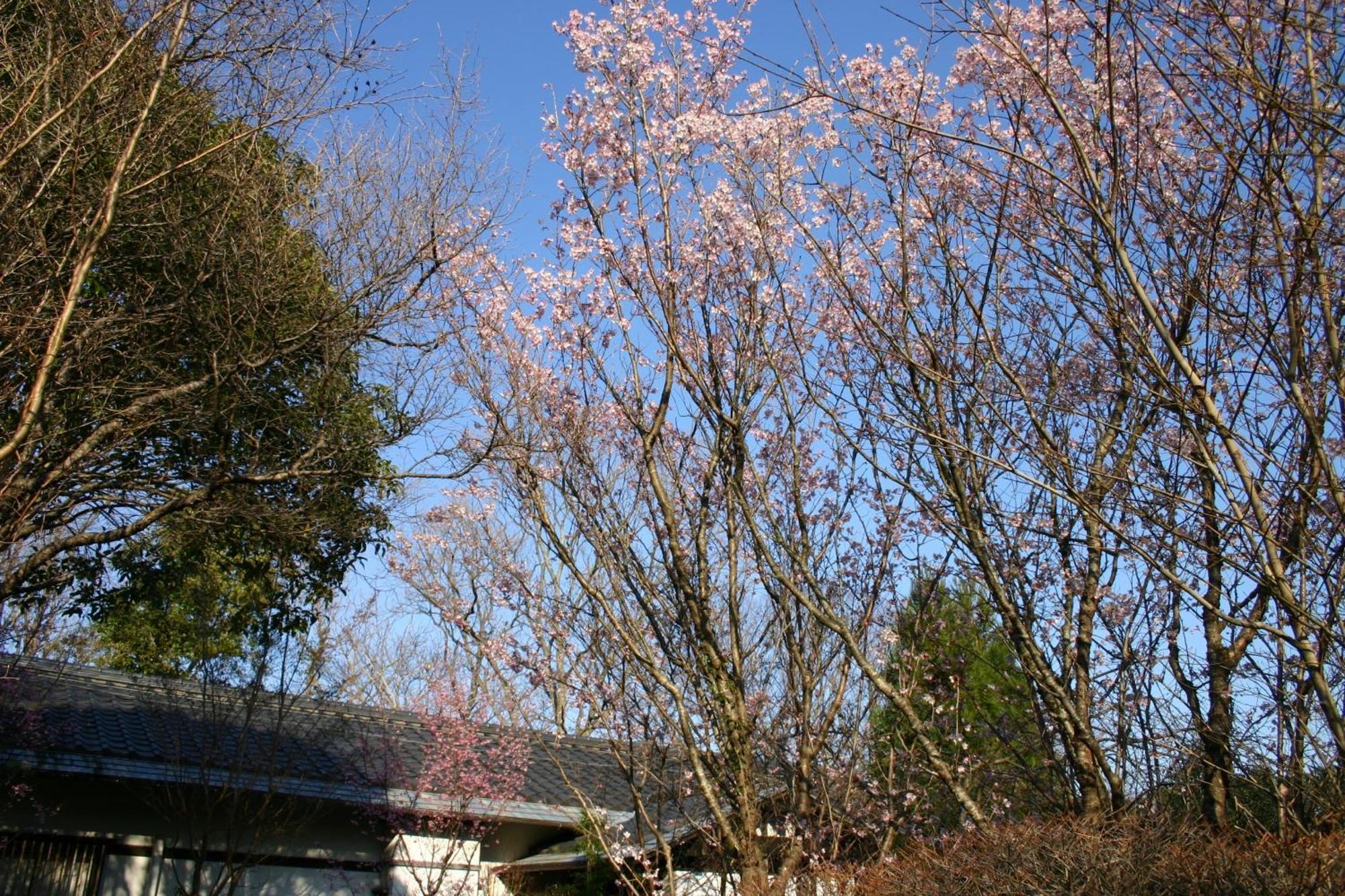 Hanafubuki Hotel Itō Eksteriør billede